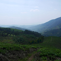 Photo de Rwanda - Nyungwe